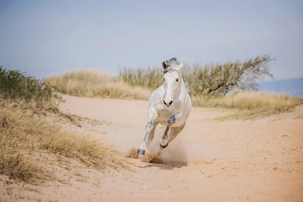 my persson hästveterinär skåne österlen 2